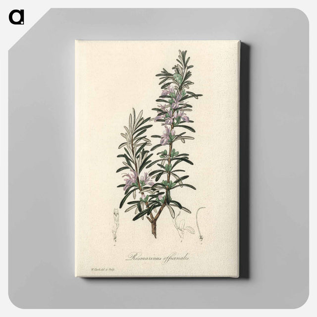 アートパネル-Rosmarinus officinalis
 - 薬用植物学 Canvas.