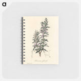 アートメモ帳-Rosmarinus officinalis
 - 薬用植物学 Memo.