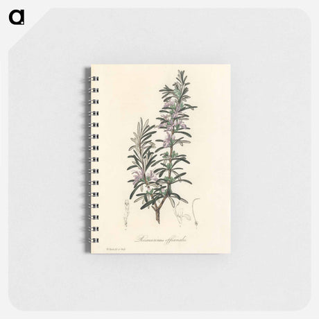 アートメモ帳-Rosmarinus officinalis
 - 薬用植物学 Memo.
