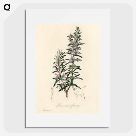 アートポスター-Rosmarinus officinalis
 - 薬用植物学 Poster.