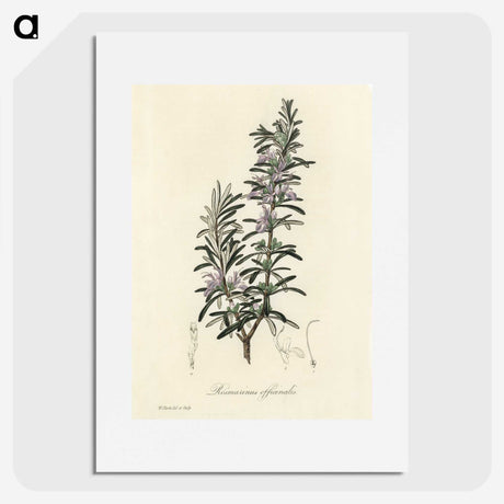 1-12_Medical-Botany_picture