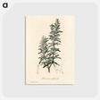 アートポストカード-Rosmarinus officinalis
 - 薬用植物学 Postcard.