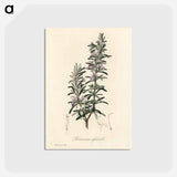 アートポストカード-Rosmarinus officinalis
 - 薬用植物学 Postcard.
