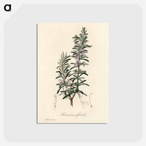 アートポストカード-Rosmarinus officinalis
 - 薬用植物学 Postcard.