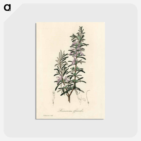 アートポストカード-Rosmarinus officinalis
 - 薬用植物学 Postcard.