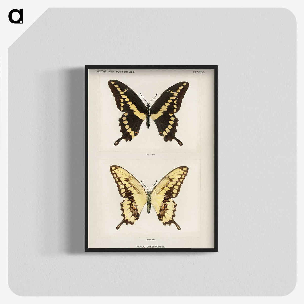 1-12_Moths-and-Butterflies-of-the-United-States_blk-crop