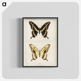 1-12_Moths-and-Butterflies-of-the-United-States_blk-crop
