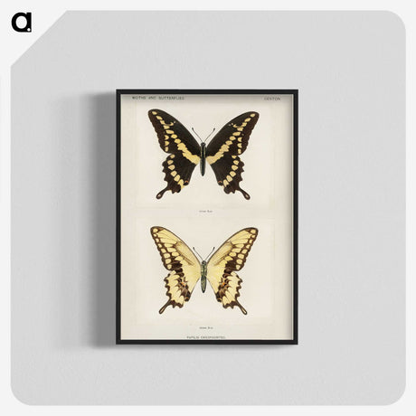 1-12_Moths-and-Butterflies-of-the-United-States_blk-crop