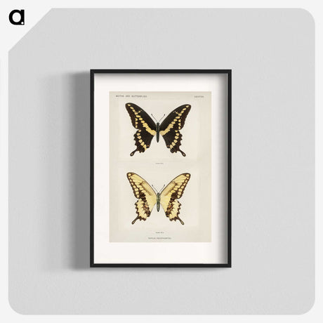 1-12_Moths-and-Butterflies-of-the-United-States_blk