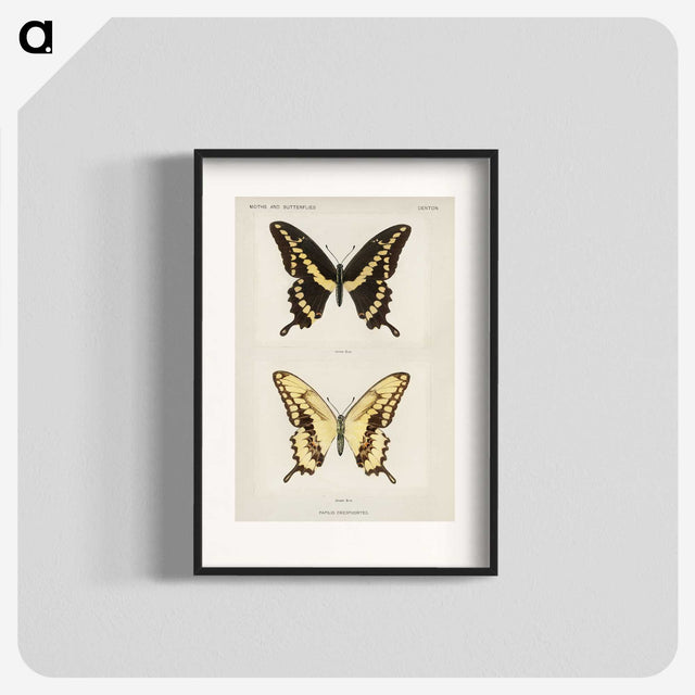 1-12_Moths-and-Butterflies-of-the-United-States_blk