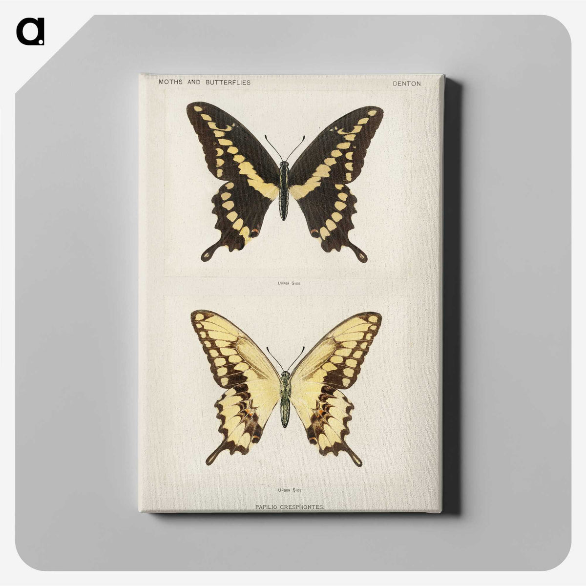 1-12_Moths-and-Butterflies-of-the-United-States_canvas