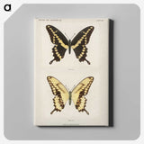 1-12_Moths-and-Butterflies-of-the-United-States_canvas