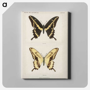 1-12_Moths-and-Butterflies-of-the-United-States_canvas
