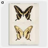 1-12_Moths-and-Butterflies-of-the-United-States_picture-crop