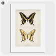 1-12_Moths-and-Butterflies-of-the-United-States_picture