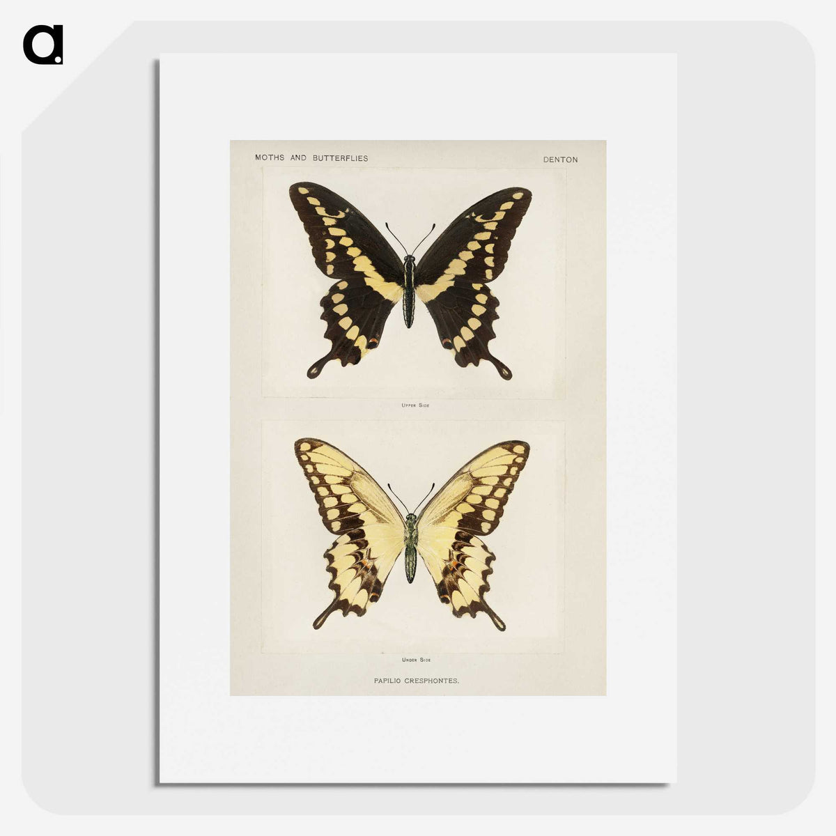 1-12_Moths-and-Butterflies-of-the-United-States_picture