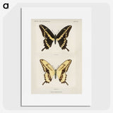 1-12_Moths-and-Butterflies-of-the-United-States_picture