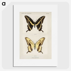 1-12_Moths-and-Butterflies-of-the-United-States_picture