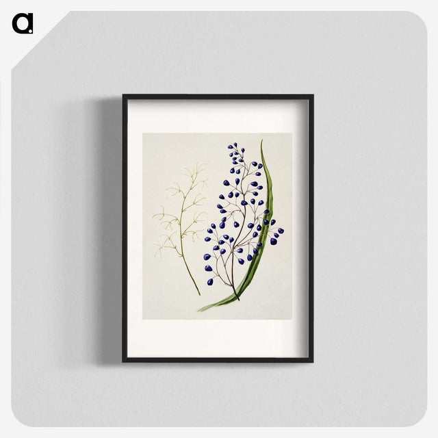 1-12_Native-Flowering-Plants-of-New-Zealand_blk