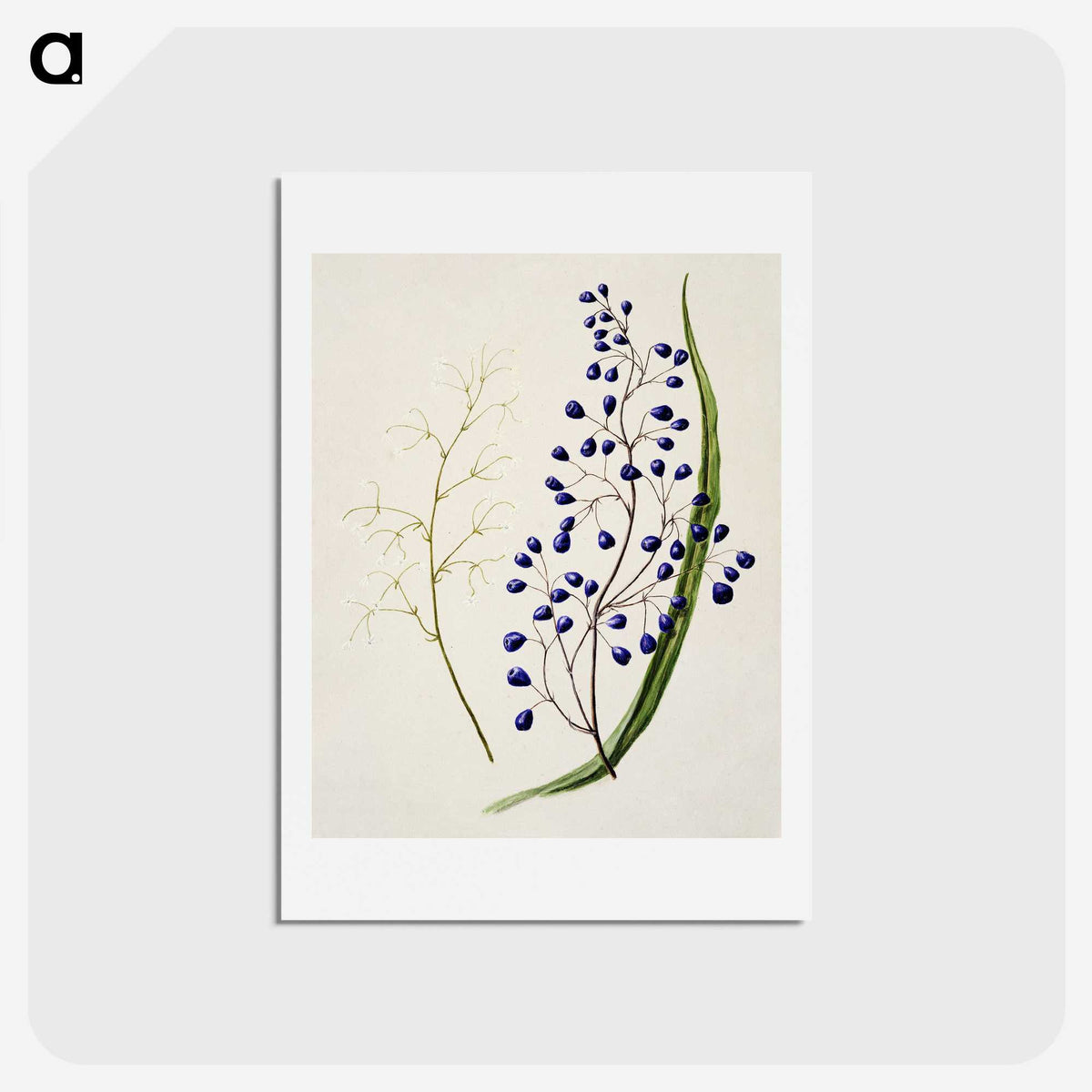 1-12_Native-Flowering-Plants-of-New-Zealand_hagaki