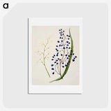 1-12_Native-Flowering-Plants-of-New-Zealand_hagaki