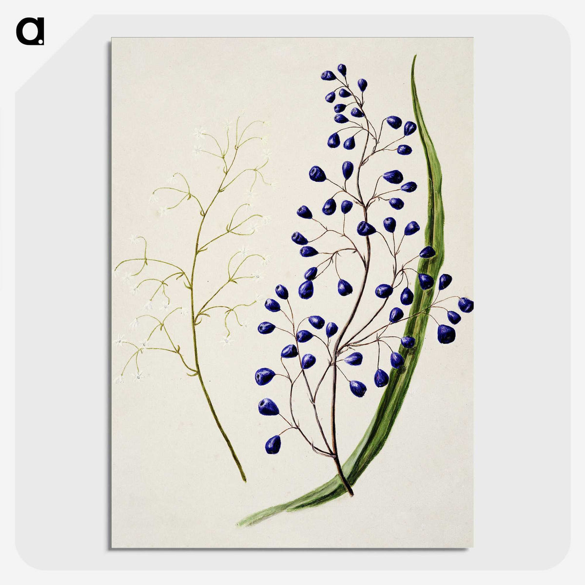 1-12_Native-Flowering-Plants-of-New-Zealand_picture-crop