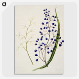 1-12_Native-Flowering-Plants-of-New-Zealand_picture-crop
