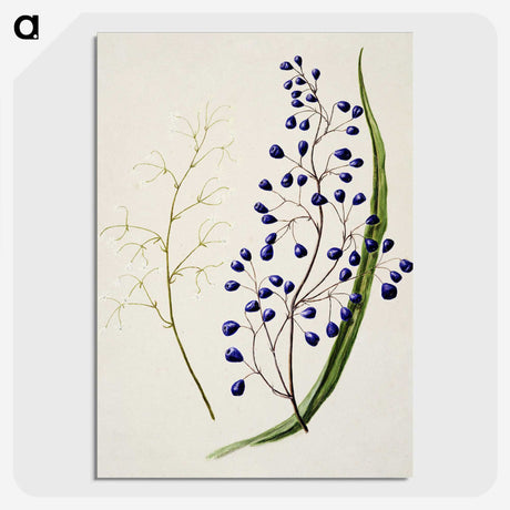 1-12_Native-Flowering-Plants-of-New-Zealand_picture-crop