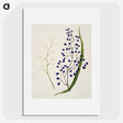 1-12_Native-Flowering-Plants-of-New-Zealand_picture
