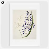 1-12_Native-Flowering-Plants-of-New-Zealand_picture