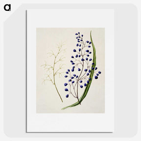 1-12_Native-Flowering-Plants-of-New-Zealand_picture
