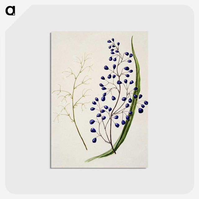1-12_Native-Flowering-Plants-of-New-Zealand_postcard