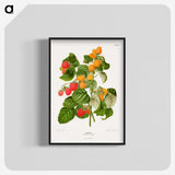 1-12_Nederlandsche-Flora-en-Pomona_blk-crop