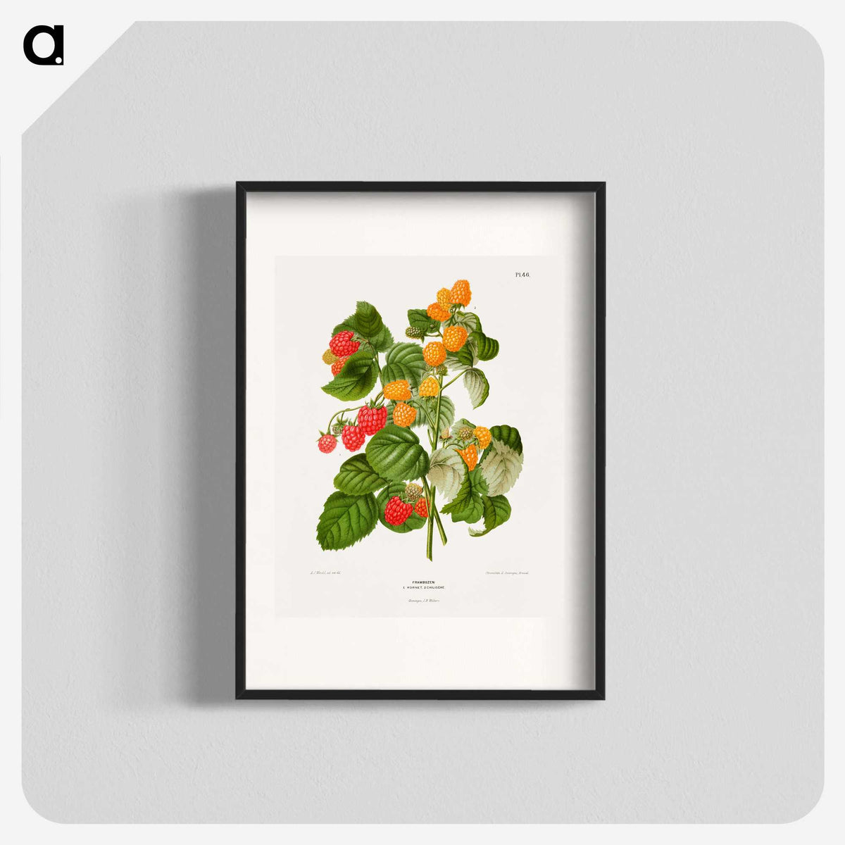 1-12_Nederlandsche-Flora-en-Pomona_blk