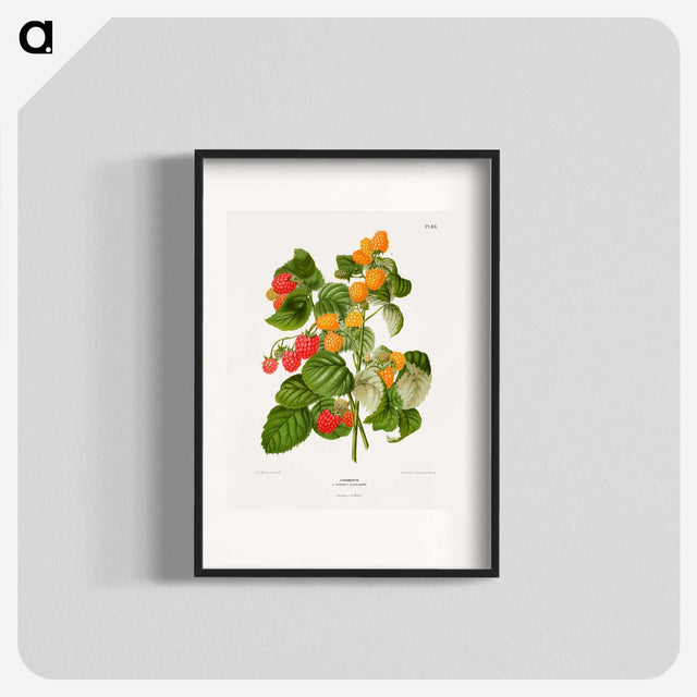 1-12_Nederlandsche-Flora-en-Pomona_blk