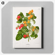 1-12_Nederlandsche-Flora-en-Pomona_canvas