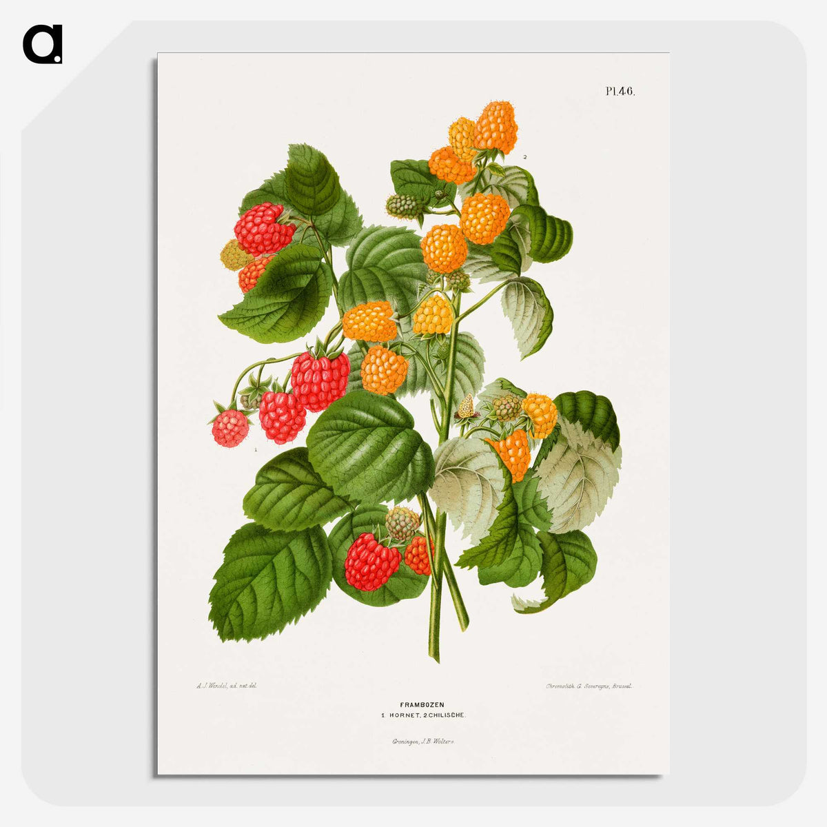 1-12_Nederlandsche-Flora-en-Pomona_picture-crop