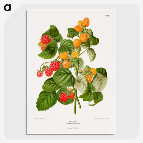 1-12_Nederlandsche-Flora-en-Pomona_picture-crop