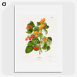 1-12_Nederlandsche-Flora-en-Pomona_picture
