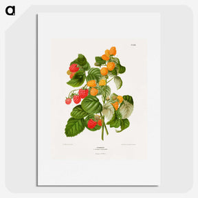 1-12_Nederlandsche-Flora-en-Pomona_picture