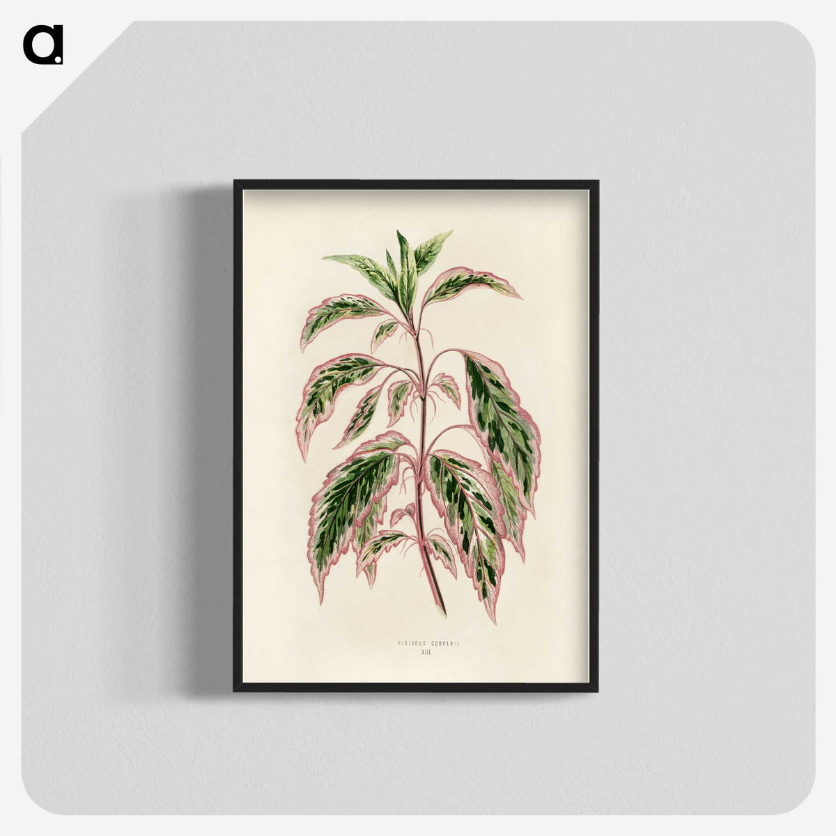 1-12_New-and-Rare-Beautiful-Leaved-Plants_blk-crop