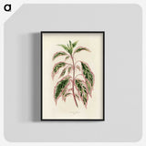 1-12_New-and-Rare-Beautiful-Leaved-Plants_blk-crop