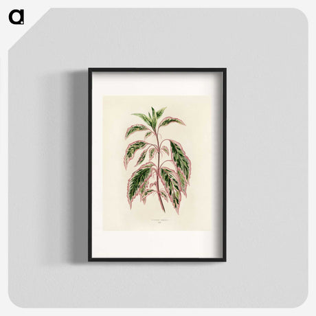 1-12_New-and-Rare-Beautiful-Leaved-Plants_blk
