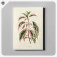 1-12_New-and-Rare-Beautiful-Leaved-Plants_canvas
