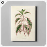 1-12_New-and-Rare-Beautiful-Leaved-Plants_canvas