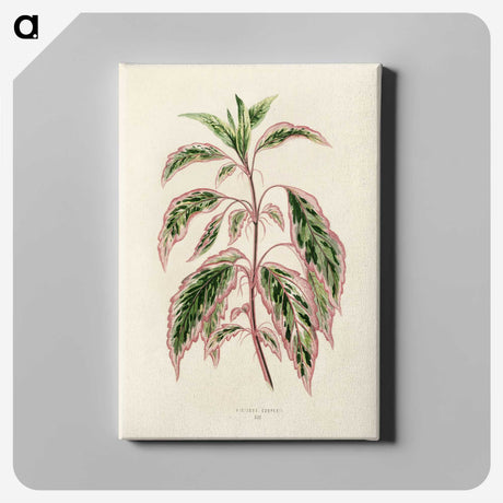 1-12_New-and-Rare-Beautiful-Leaved-Plants_canvas