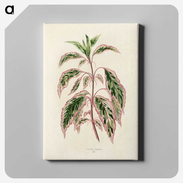 1-12_New-and-Rare-Beautiful-Leaved-Plants_canvas