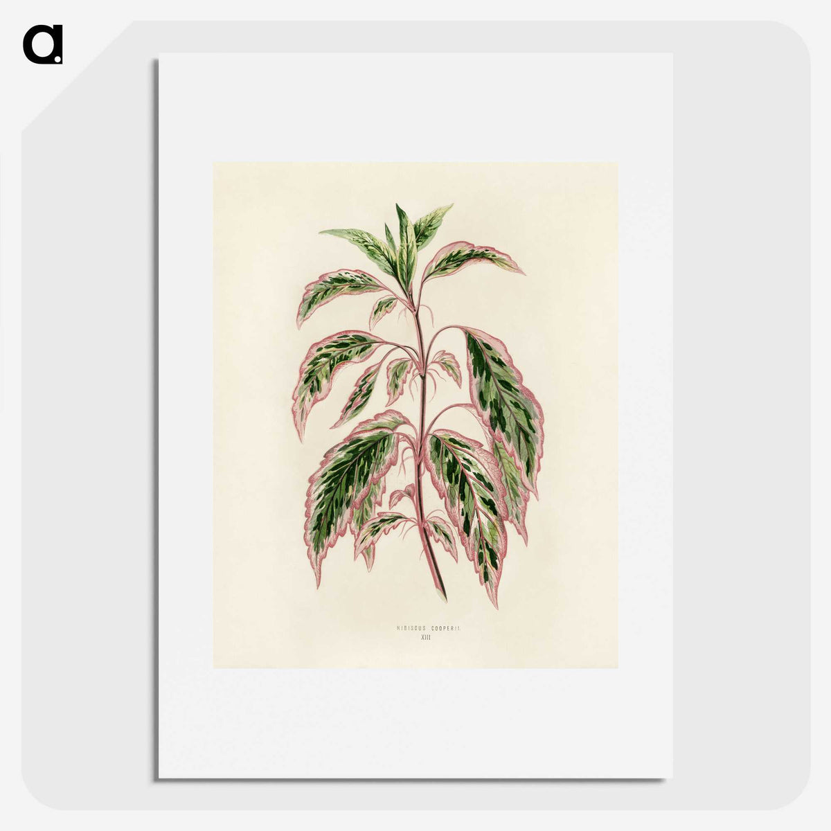 1-12_New-and-Rare-Beautiful-Leaved-Plants_picture