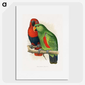 1-12_Parrots-in-Captivity_picture