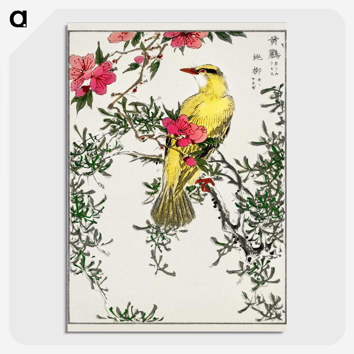 1-12_Pictorial-Monograph-of-Birds_picture-crop